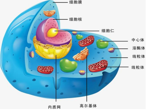中医巨匠吴钊先生 匠心研究中和能量细胞浴
