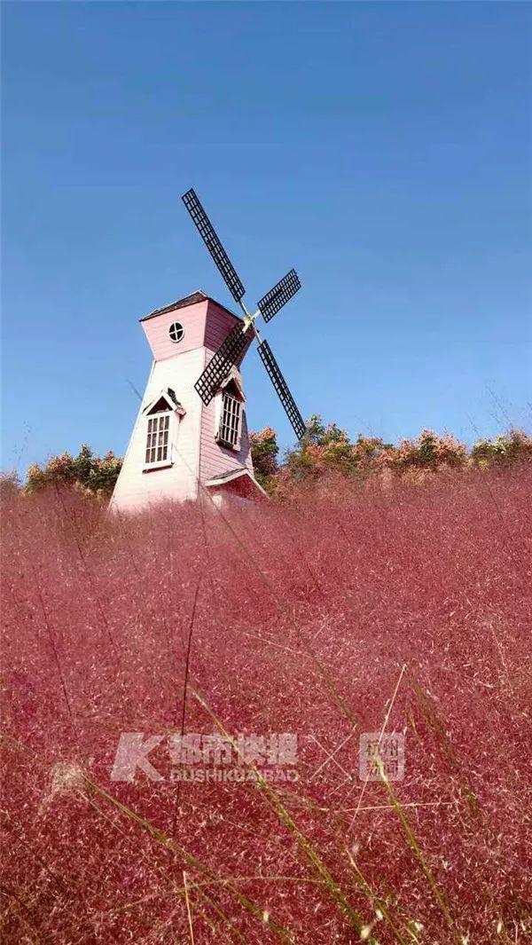 抖音上的网红花海,竟成了这样