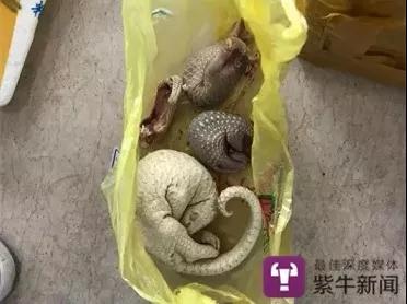 缴获的穿山甲