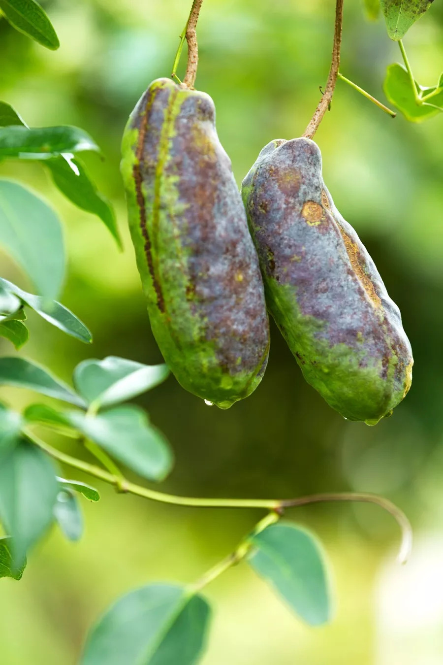 "八月炸"又熟了,一个卖10块钱!遂昌山间的这种野果你尝过吗?