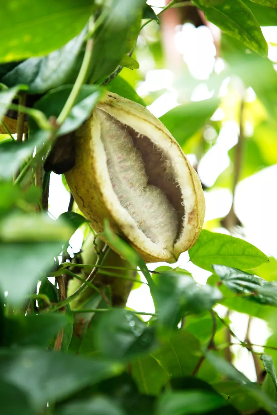 遂昌|八月瓜|老翁_新浪新闻