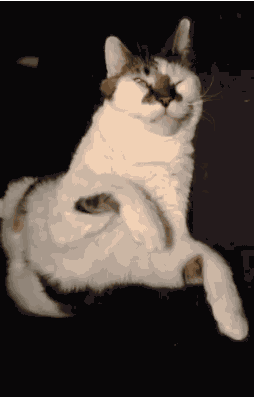 我想和你睡个觉|压床|小猫咪|醒醒_新浪新闻