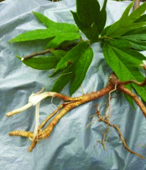 但把断肠草当成五指毛桃来煲汤饮用,导致死亡的消息也不少见.