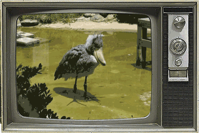 鲸头鹳|鱼|鸭子_新浪新闻