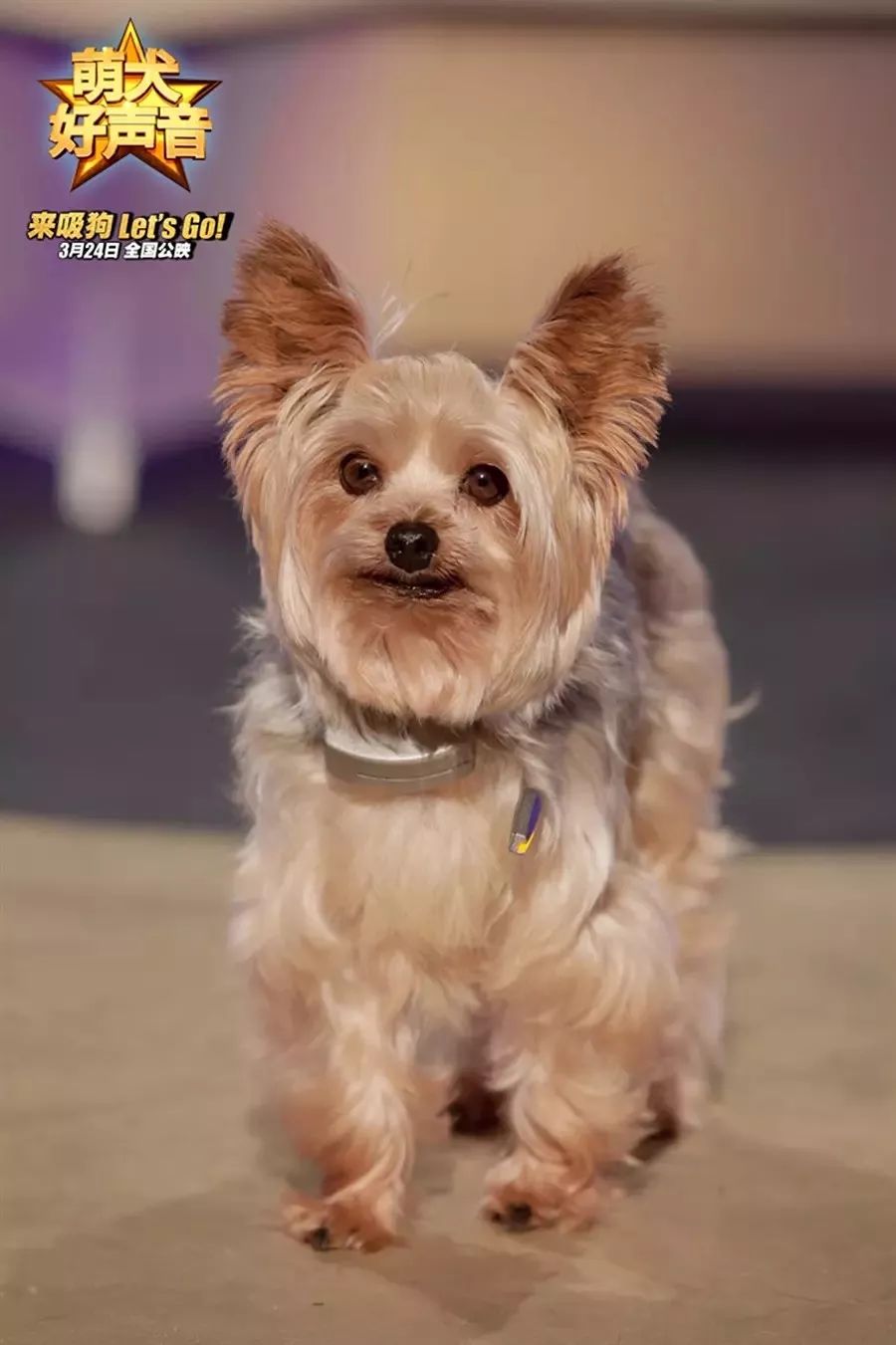 好票票送票丨狗年lets go,来吸狗就吸《萌犬好声音》