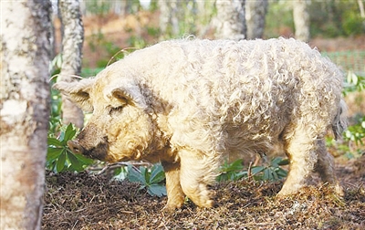 造型可爱 英国卷毛猪酷似"绵羊"