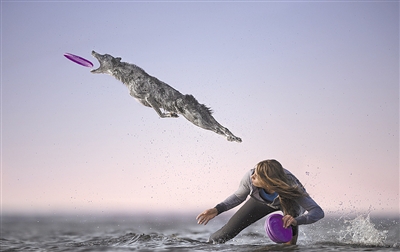 姿势帅炸狗狗叼飞盘腾空而起