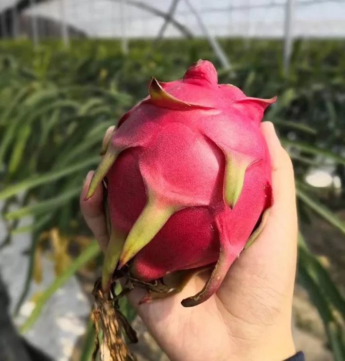 十一小长假,抓住小尾巴——"春华秋实,金秋十月"杨侍欢乐游圆满落幕!