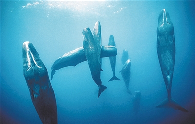 垂直似柱 罕见抹香鲸组团睡觉