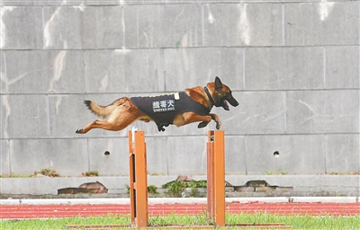 神勇缉毒犬练好身手下基层
