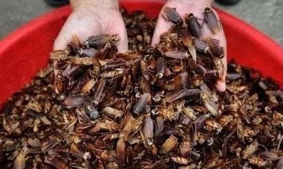 ai掌控全球最大"蟑螂巢":60亿只