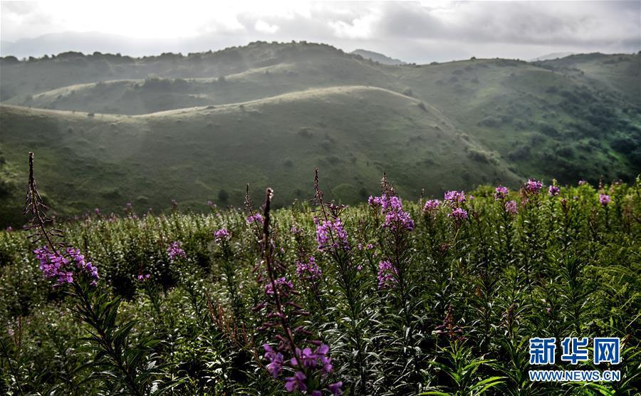 正阳草甸:在青山幽谷间享受清凉世界