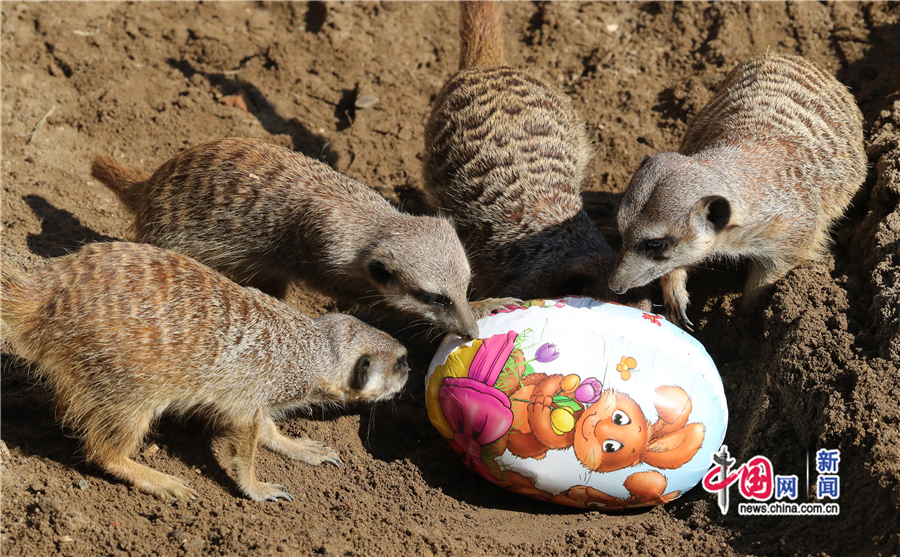 动物也过复活节玩转彩蛋紧抱不松手