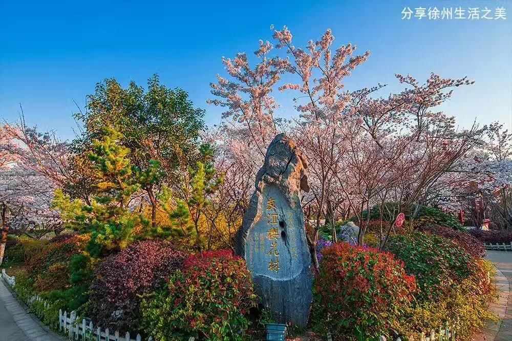 徐州这片樱花海即将盛开,比富士山的还美!
