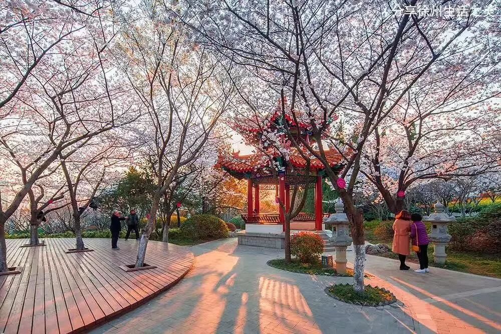 徐州这片樱花海即将盛开,比富士山的还美!