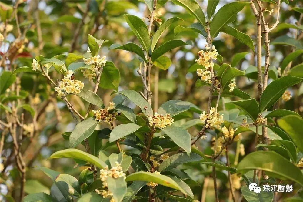 自驾:直接导航顺峰山即可 门票:免费 三水·桂花岛 桂花岛,一个位于