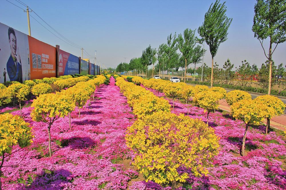 北四环绿化带花团锦簇