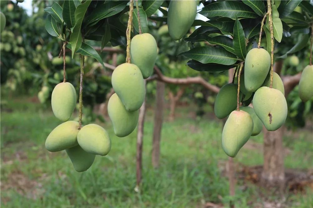 香!香!小台农芒强势回归!甜嫩爽滑还多汁,你准备好了吗?