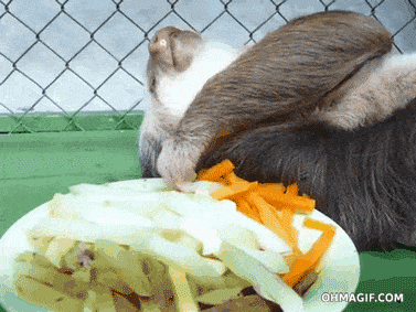 胡萝卜能不能和这种东西一起吃?