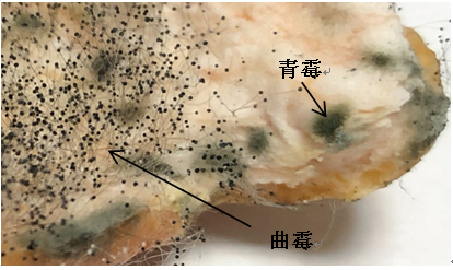 青霉和曲霉都被称为霉菌,青霉即青霉属的所有真菌,而曲霉即曲霉属的