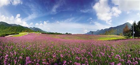 董晏 攝蘭英秋色 李磊 攝《紅池放牧》 陳紅 攝巫溪縣委書記唐德祥