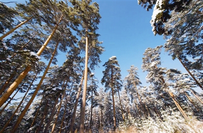 树木传奇 松树 傲骨挺立天地间 手机新浪网 树木传奇 松树 傲骨挺立天地间 手机新浪网