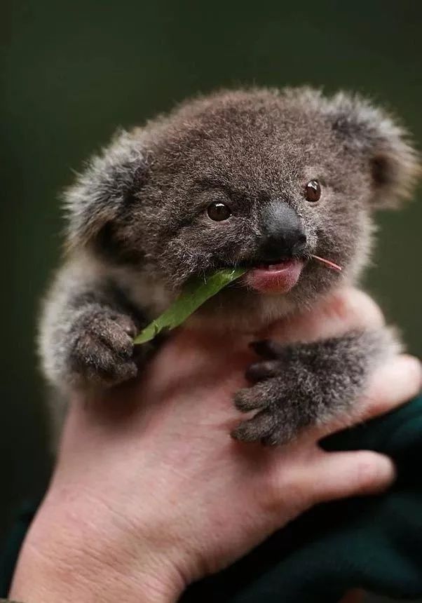 虽然可爱,但简直笨到爆炸!考拉这智商是怎么活到现在的!