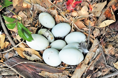 天鹅蛋个头特别大.