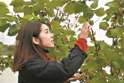 水乡记忆 基塘申遗 水乡记忆 基塘申遗