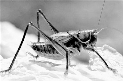 人工繁殖的蝈蝈