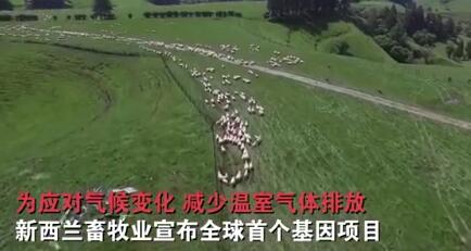 为应对气候变化 新西兰培育放屁少的羊