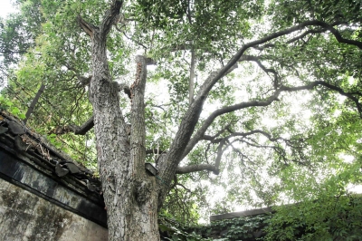 女贞花--扬城夏日最香的路花 果实可入药 叶子