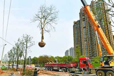 4万株补植大树为武汉撑起绿伞