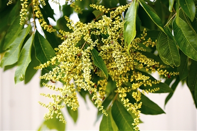 [树木传奇]无患子:天赐嘉木惠泽苍生