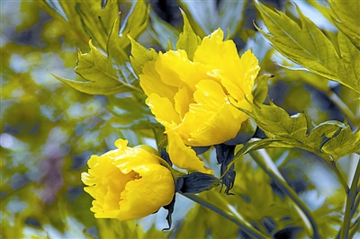 李嘉珏教授在野外调查和引种试验的基础上,对大花黄