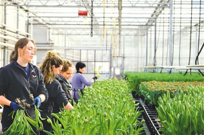 在荷兰特里弗洛尔农场温室中，花农在采收郁金香鲜花。