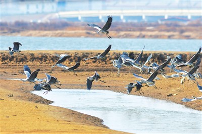 12月5日，青岛市城阳区河套街道湿地，成群苍鹭越冬觅食。 　　王海滨摄（人民视觉）
