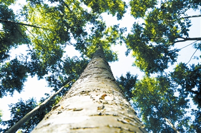 树木传奇西南桦不是人间寻常物