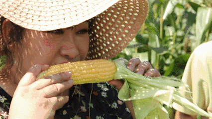 转基因|云南|水果玉米_新浪新闻