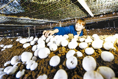 因地制宜发展秋葵,双孢菇等特色种植,开辟一条群众脱贫增收新路径