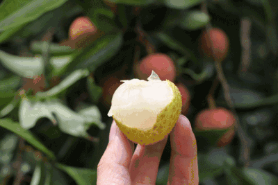 英俊男团小生被陷害卖p骨的大瓜~|桂圆|荔枝|乌龟蛋_新浪新闻