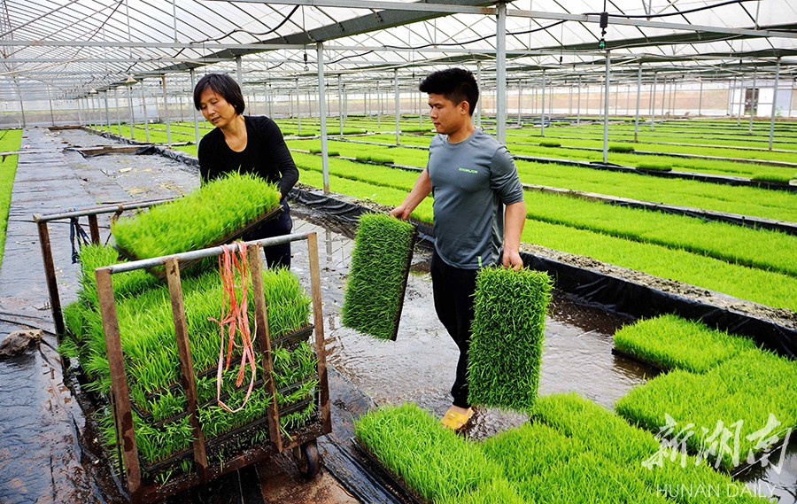 宁远集中建成185个育秧点育秧|育秧|秧苗|桐山街道_新浪新闻