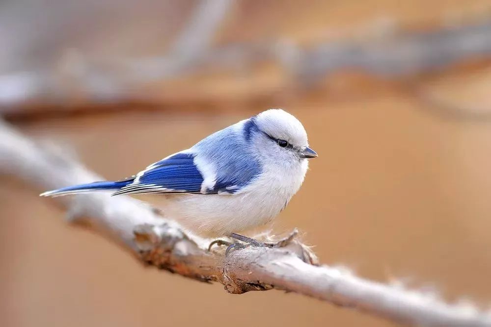 千里之外来哈尔滨20年间尚属首次丨这位"稀客" 长得像"佐罗"!