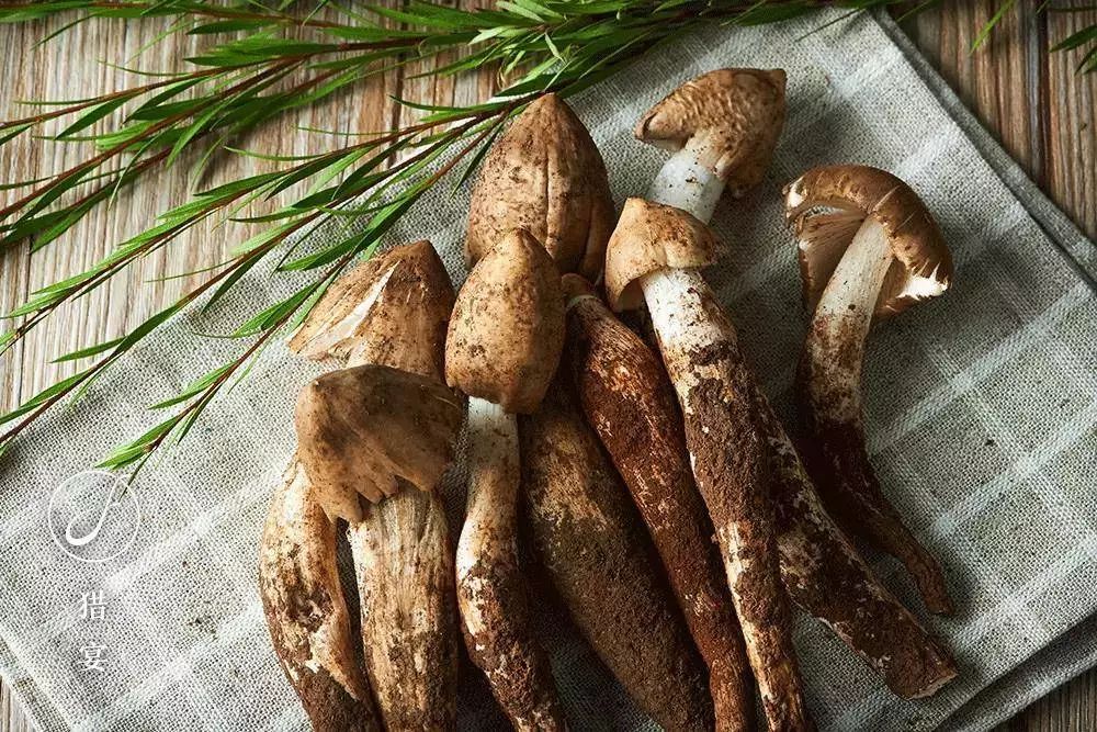 又是一年菌菇季如何挑选才能吃到最美味的野生菌菇