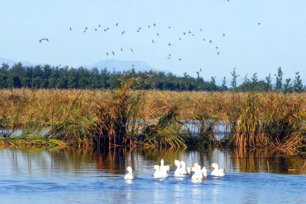 顺义这处濒危鸟类栖息地今起闭园明年3月重开