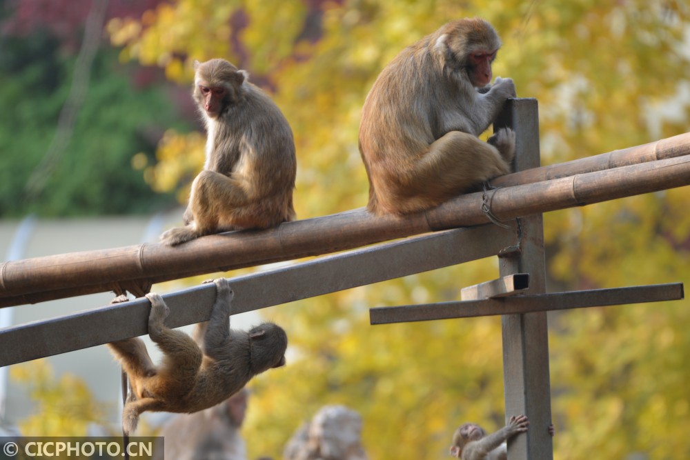 小雪时节 动物王国憨态多|红山森林动物园|憨态|南京市_新浪新闻