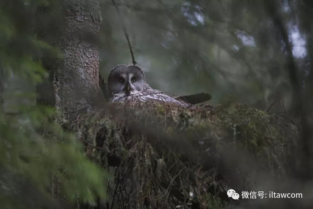 乌林鸮,猛禽中的第一大“圆脸”