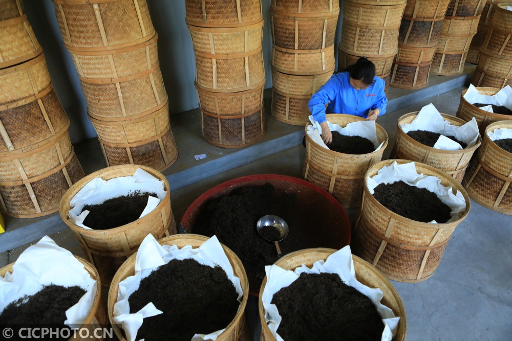 湖北竹山:红茶飘香