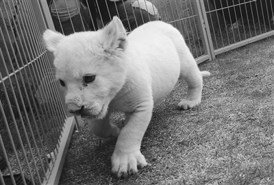 呆萌的白狮全世界也不过百只