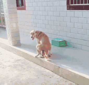 狗子:这厕所坐起来有点硬!